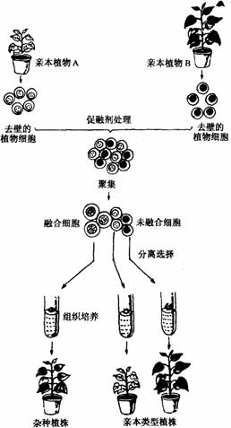 最新合种，未来农业的新领域探索