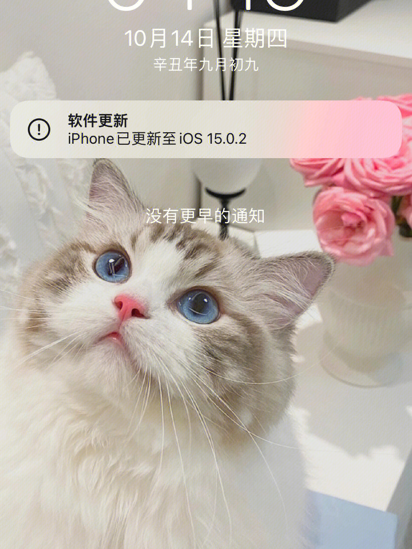 猫咪最新iOS应用，猫奴的数字世界探索