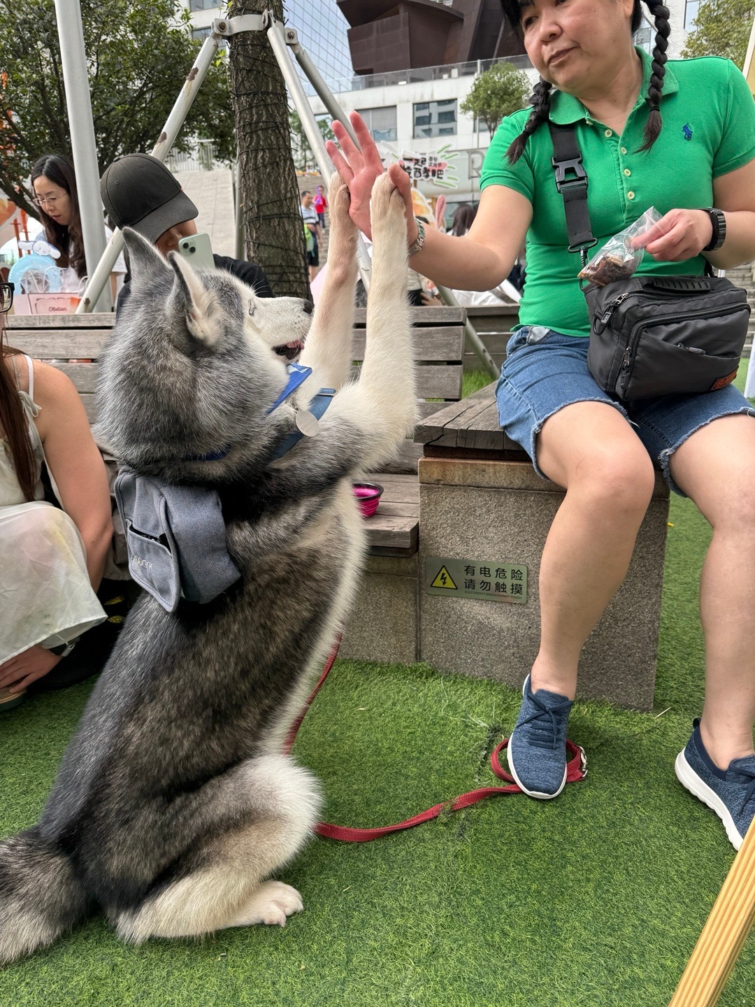 人与宠物互动乐趣，盛宠逗猫遛狗最新体验