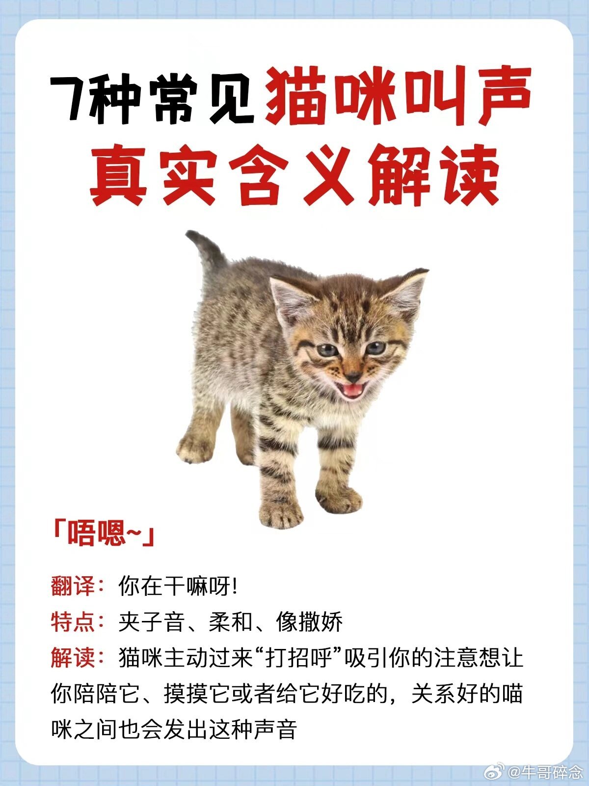 揭秘猫言猫语，最新猫咪破译探索神秘面纱